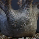 P.グラキリス 164【綴化】