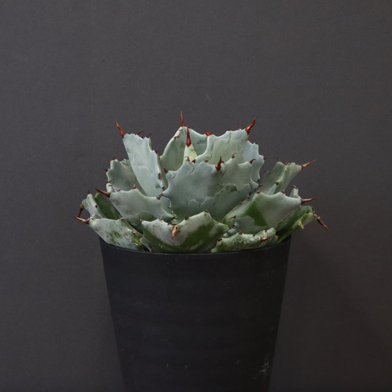 アガベ カブトガニ　EC424