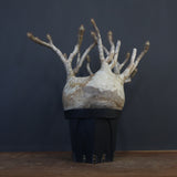 P.グラキリス 1226