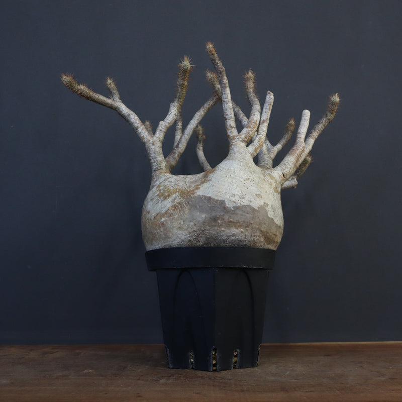 P.グラキリス 1226