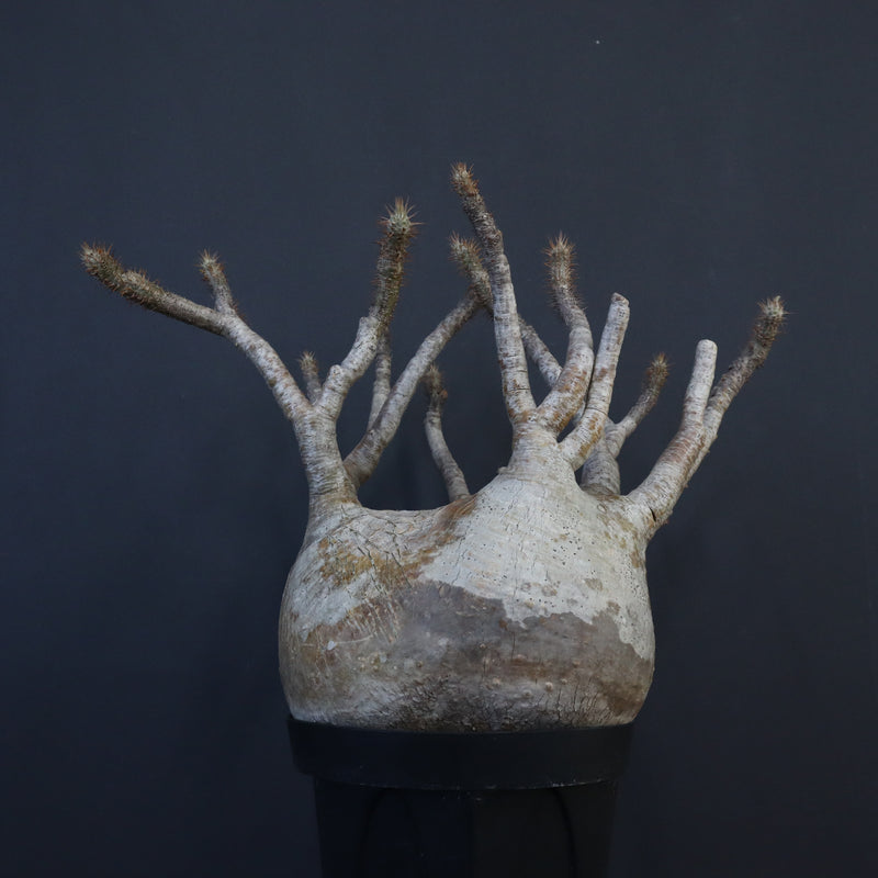 P.グラキリス 1226