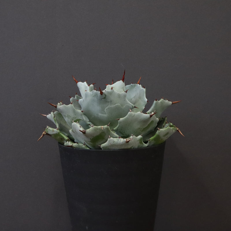 アガベ カブトガニ　EC424