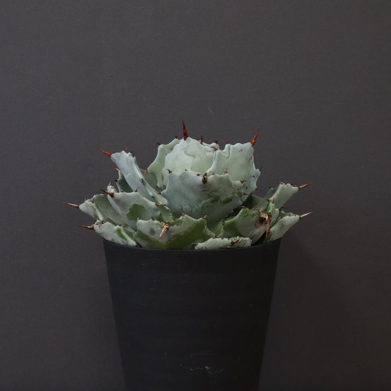 アガベ カブトガニ　EC424