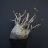 P.グラキリス 1226