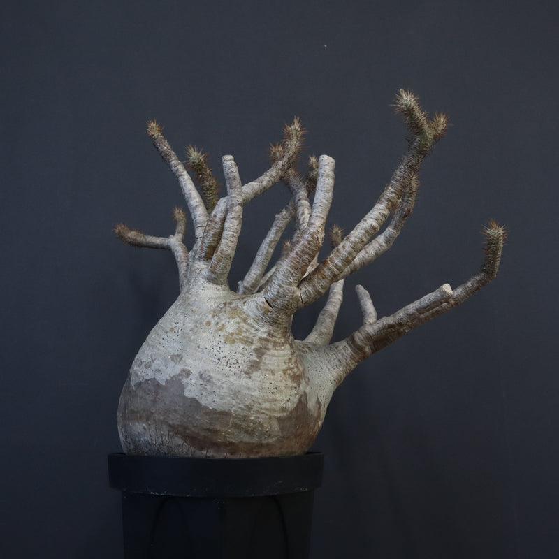 P.グラキリス 1226