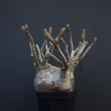 P.グラキリス 1226