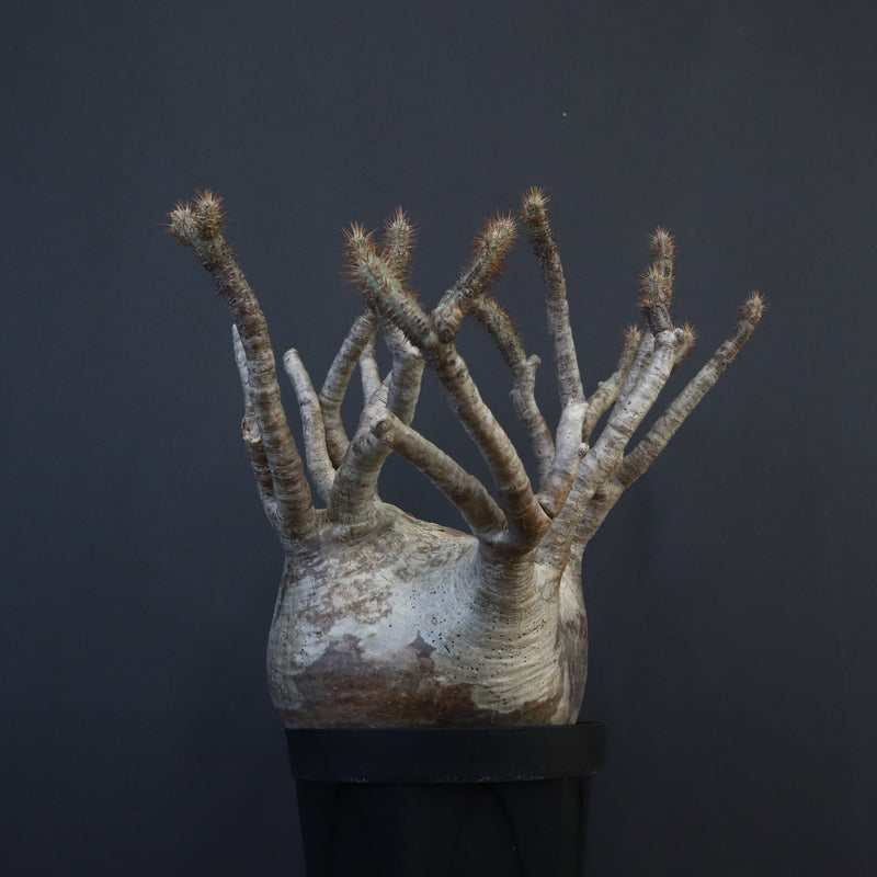 P.グラキリス 1226