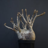 P.グラキリス 1226