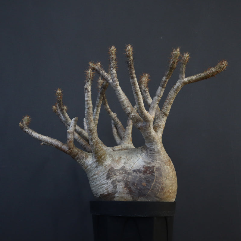 P.グラキリス 1226