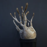 P.グラキリス 1226