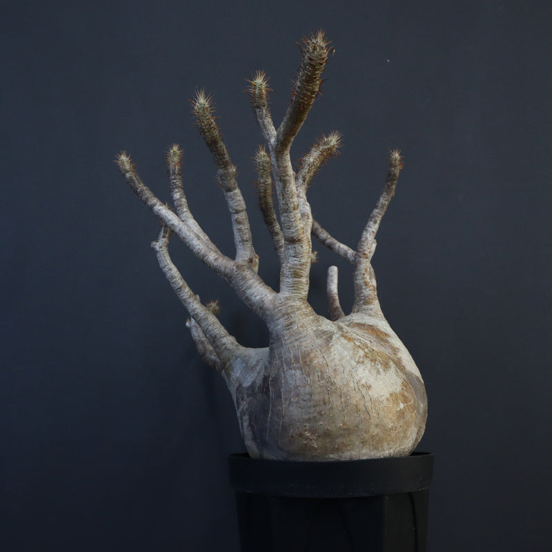 P.グラキリス 1226