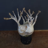 P.グラキリス 1226