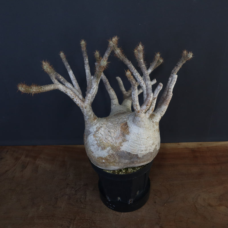 P.グラキリス 1226