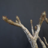 P.グラキリス 1226