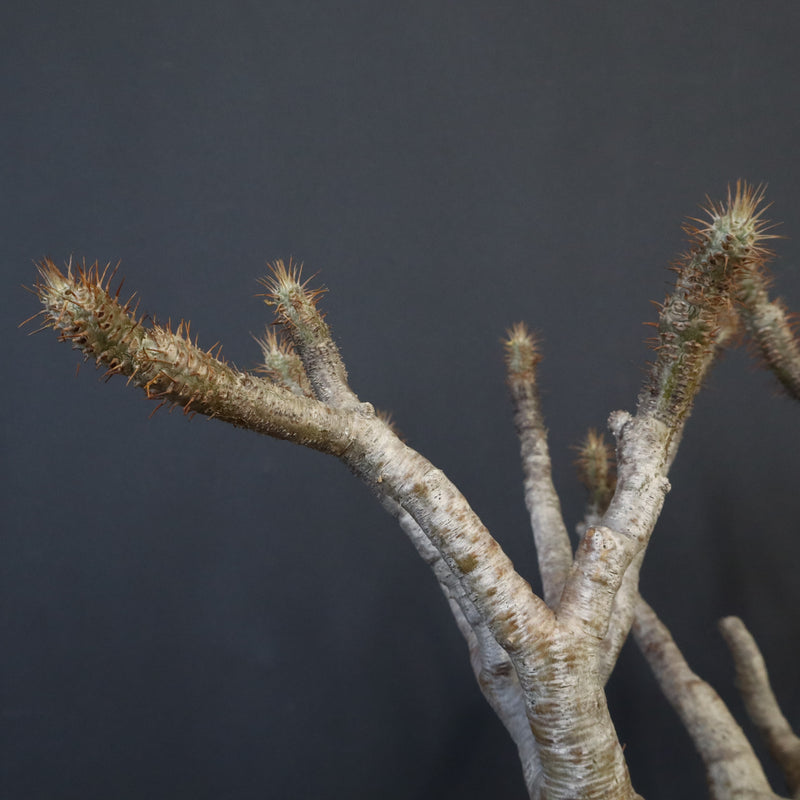 P.グラキリス 1226