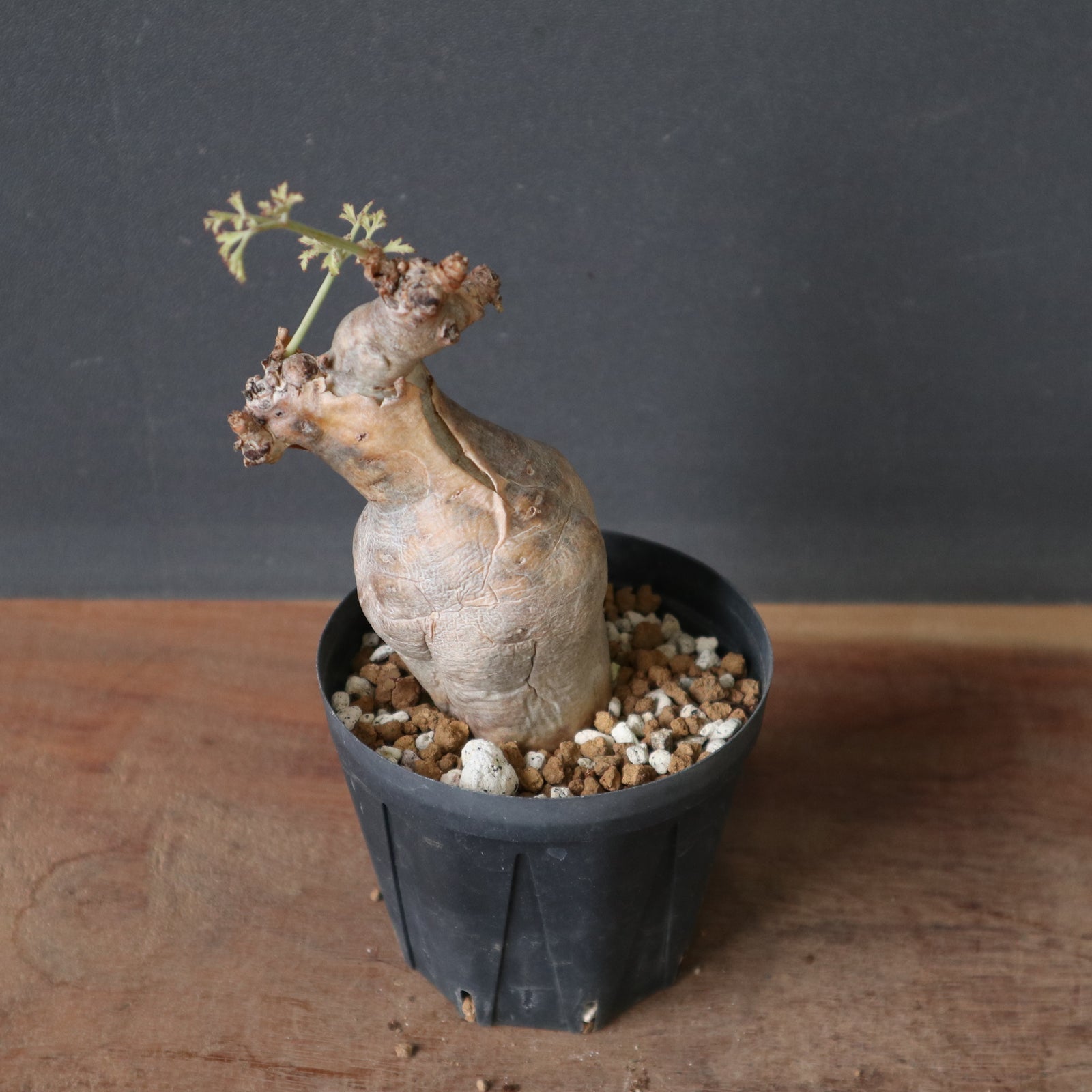 C.ベティフォルメ ナローリーフ 3 – TaiShoDo ONLINE SHOP