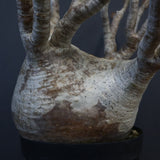 P.グラキリス 1226