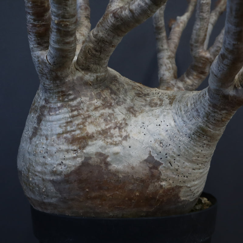 P.グラキリス 1226