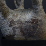 P.グラキリス 1226