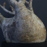 P.グラキリス 1226