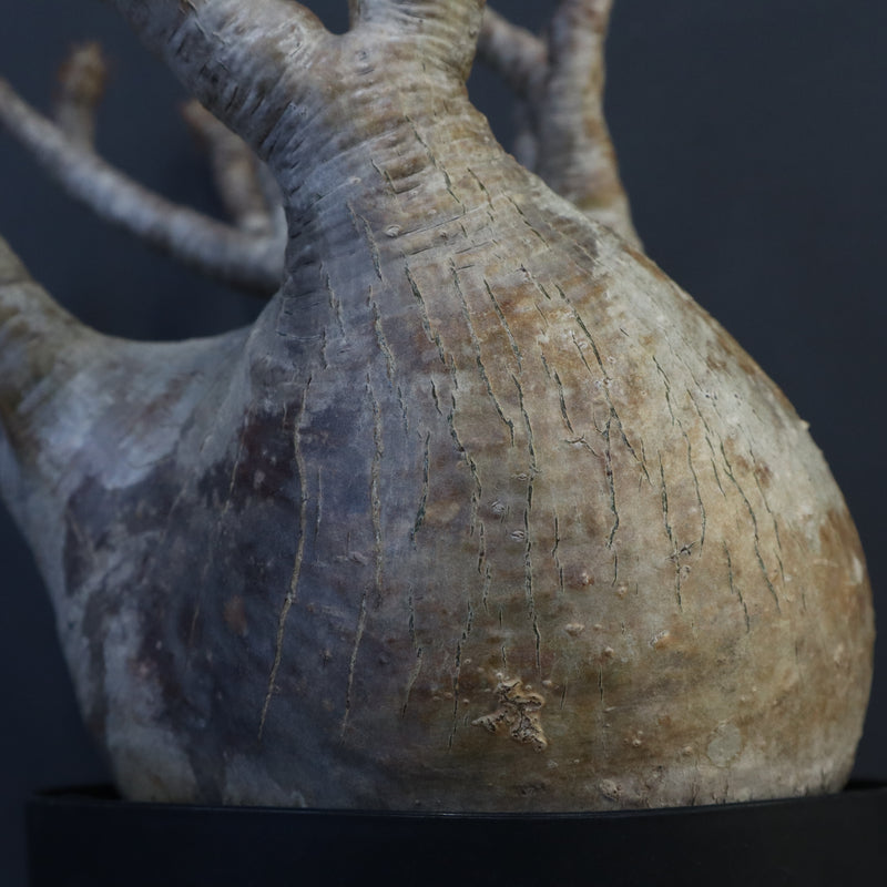 P.グラキリス 1226