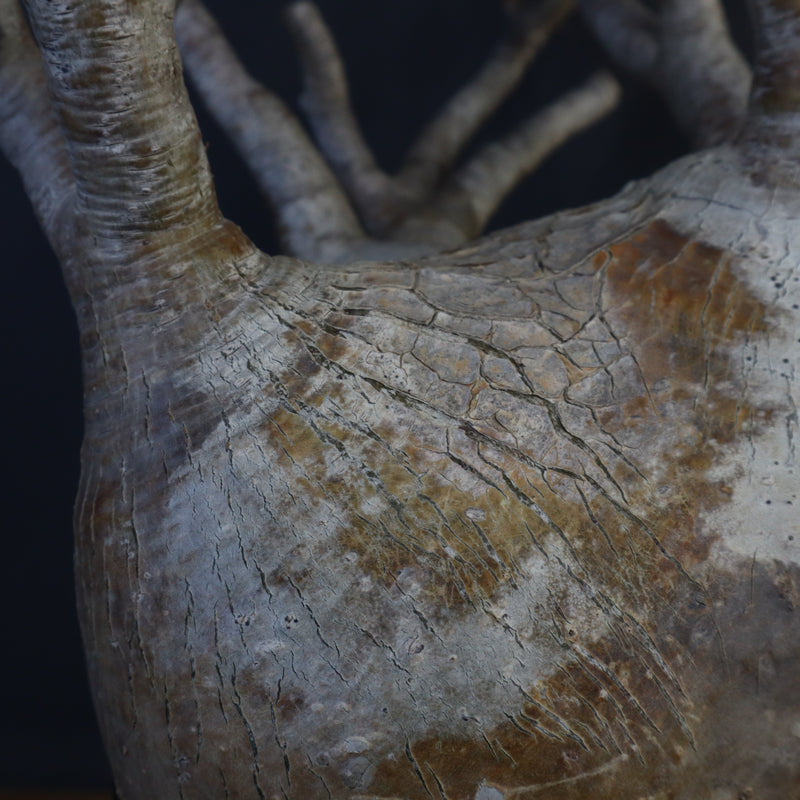 P.グラキリス 1226