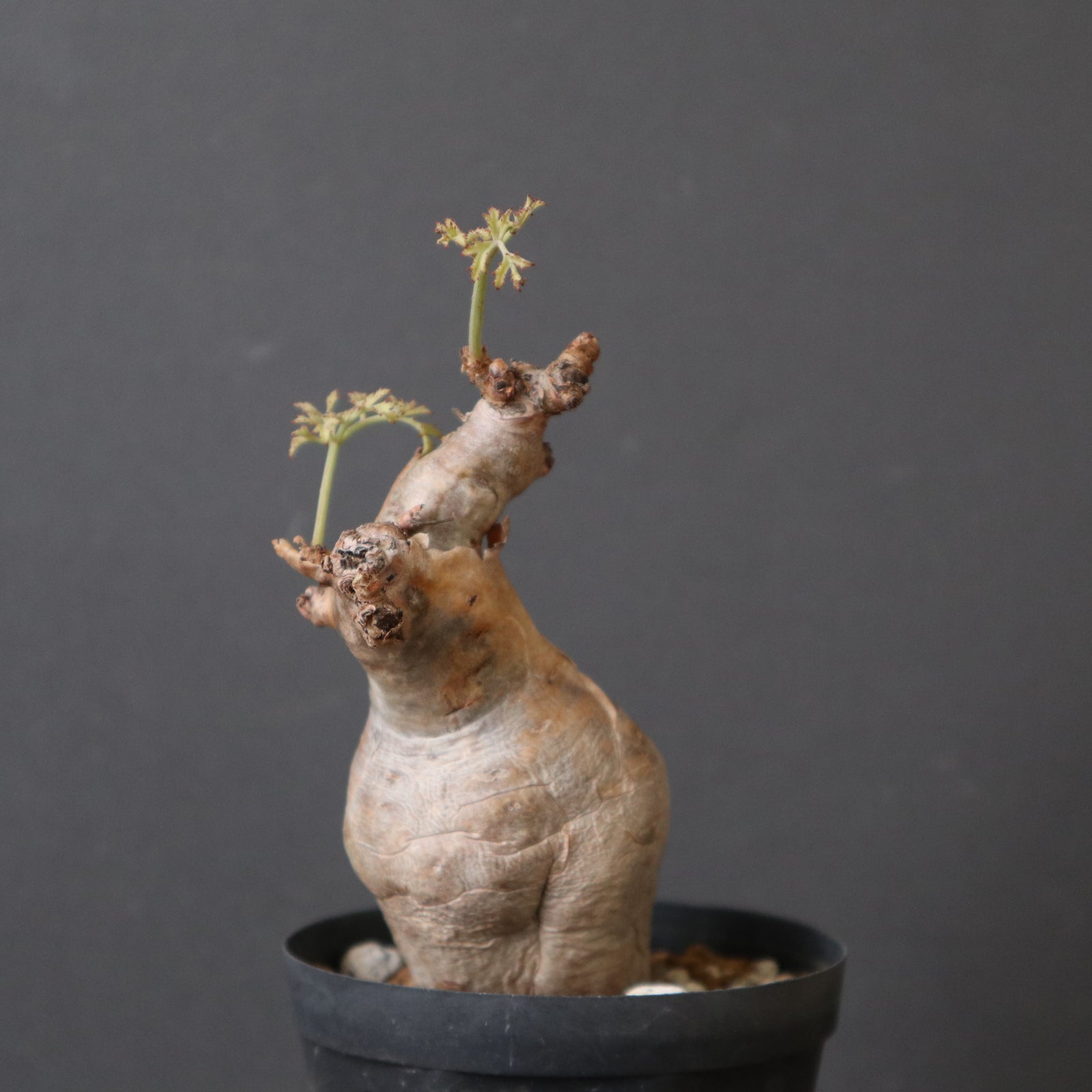 C.ベティフォルメ ナローリーフ 3 – TaiShoDo ONLINE SHOP