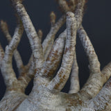 P.グラキリス 1226