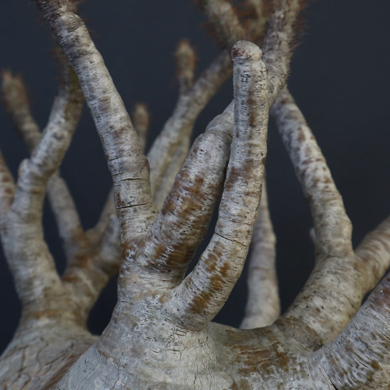 P.グラキリス 1226