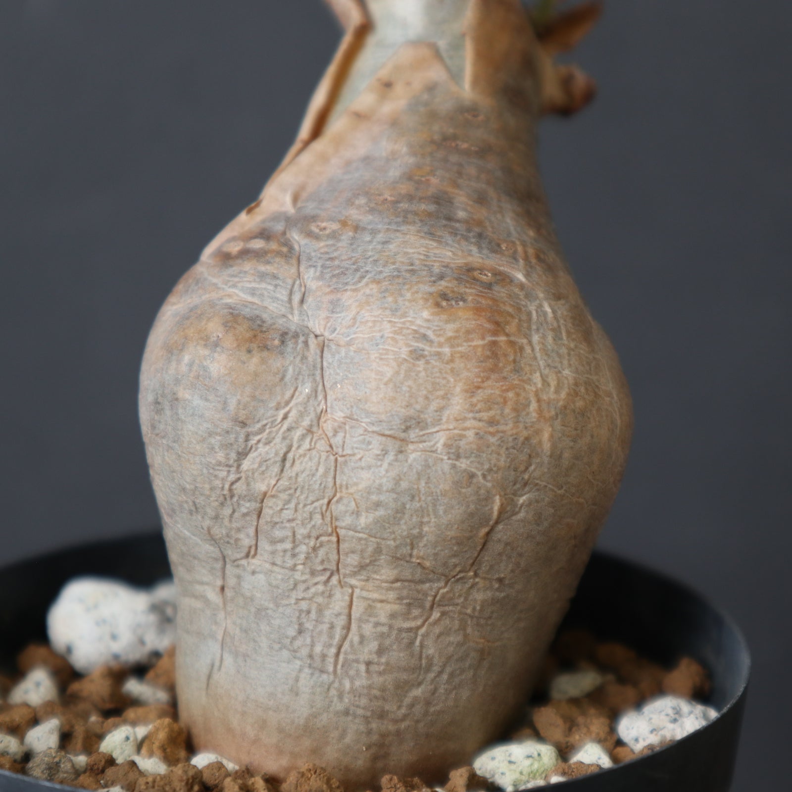 C.ベティフォルメ ナローリーフ 3 – TaiShoDo ONLINE SHOP