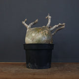 P.グラキリス 562