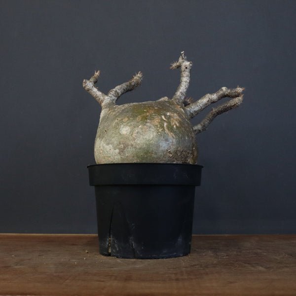 P.グラキリス 562