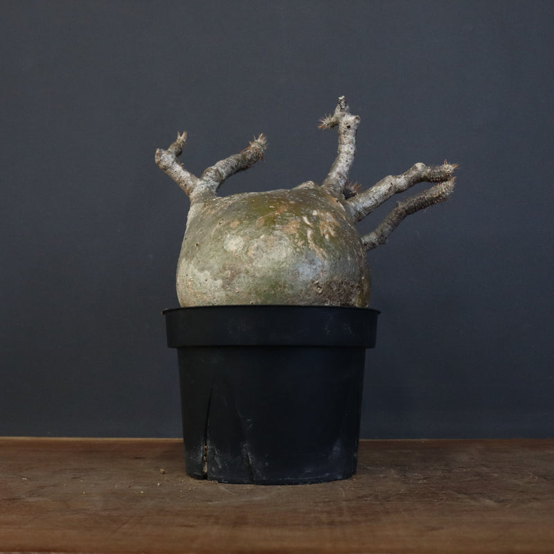 P.グラキリス 562