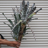 Aechmea chantinii  F