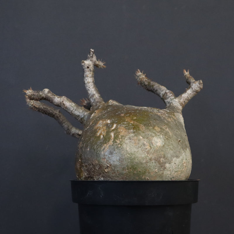 P.グラキリス 562