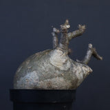 P.グラキリス 562