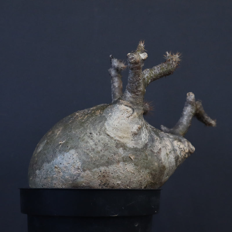 P.グラキリス 562