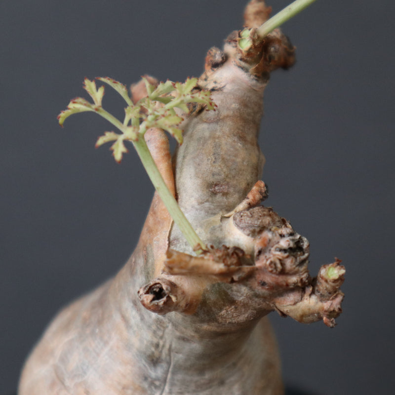 C.ベティフォルメ ナローリーフ 3 – TaiShoDo ONLINE SHOP