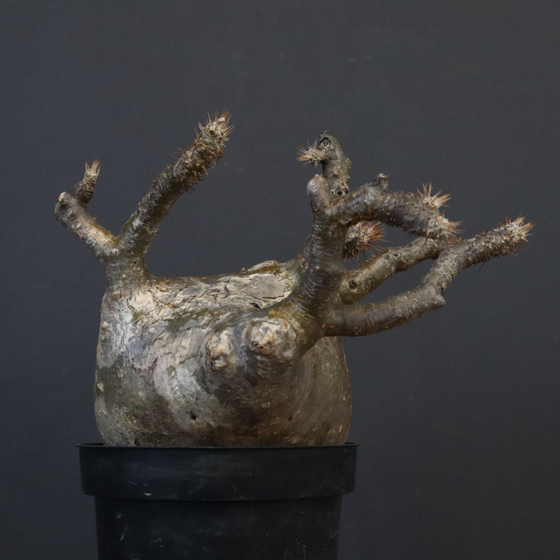 P.グラキリス 562