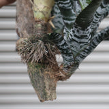 Aechmea chantinii  F