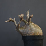 P.グラキリス 562