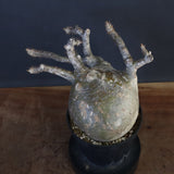 P.グラキリス 562