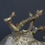 P.グラキリス 562