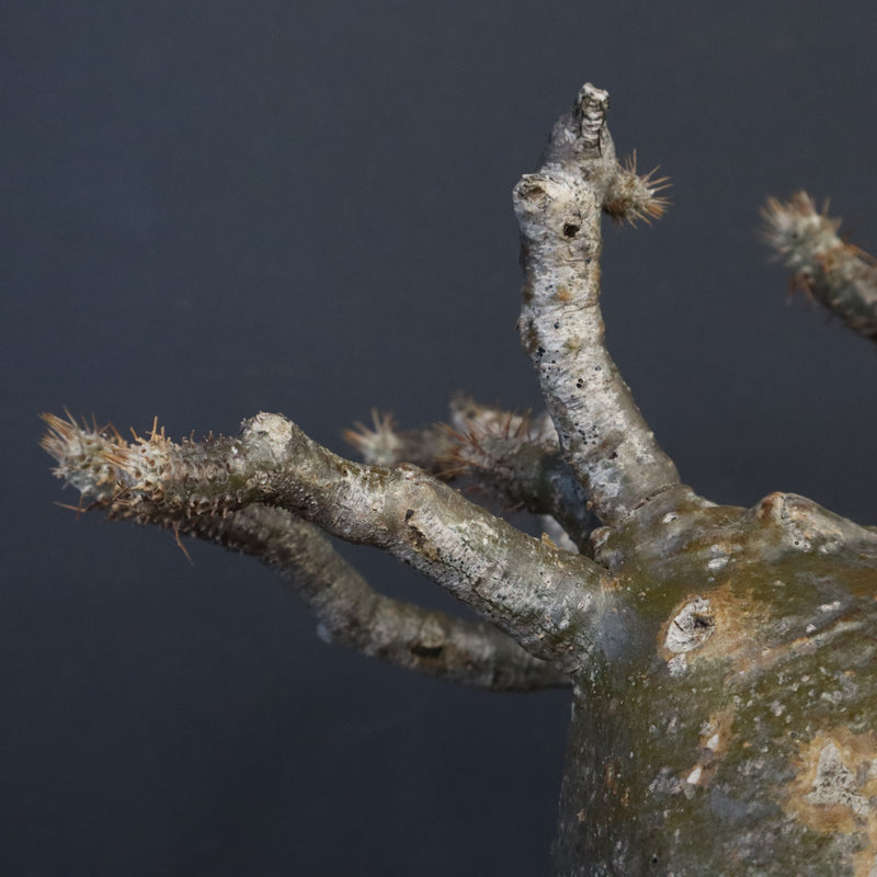 P.グラキリス 562