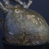 P.グラキリス 562