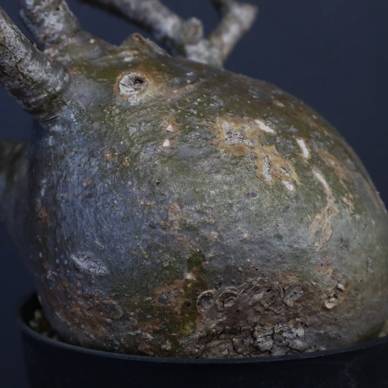 P.グラキリス 562