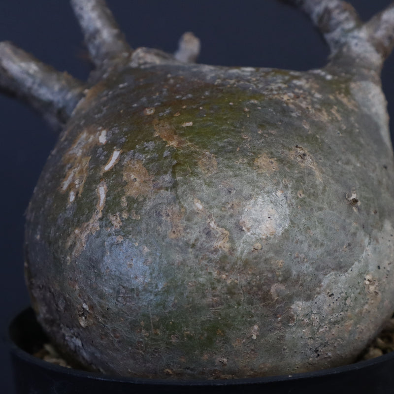 P.グラキリス 562