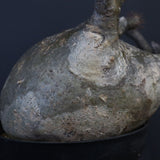 P.グラキリス 562