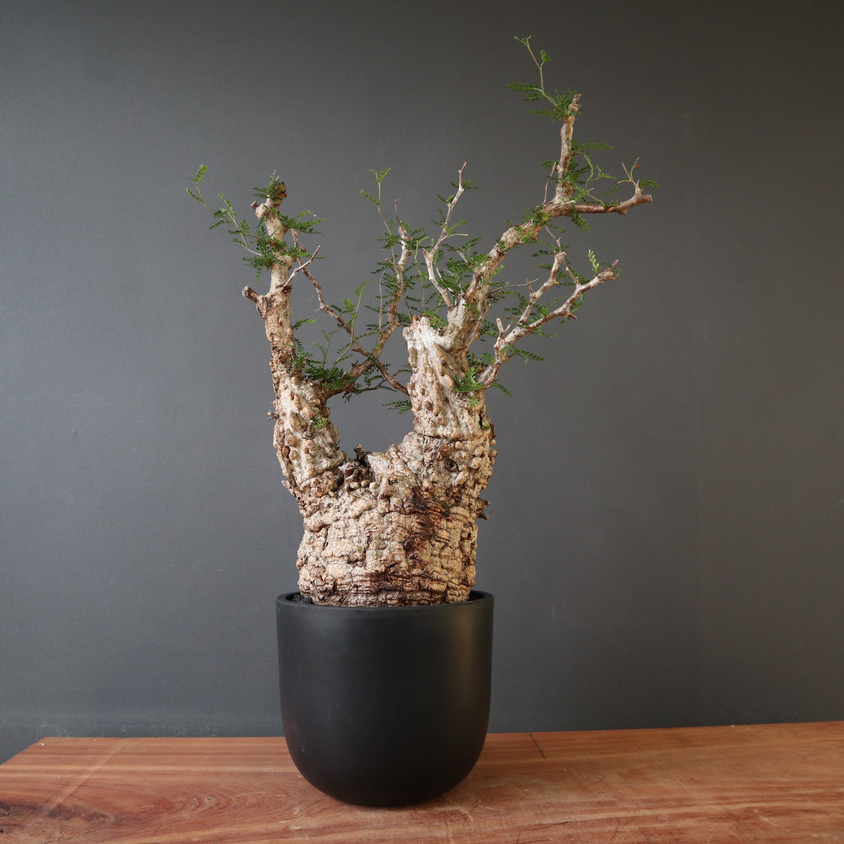 TaiShoDo ONLINE SHOP 塊根植物 多肉植物通販