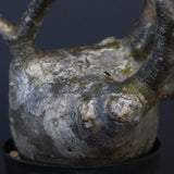 P.グラキリス 562